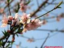 汶上3月桃花開(kāi)